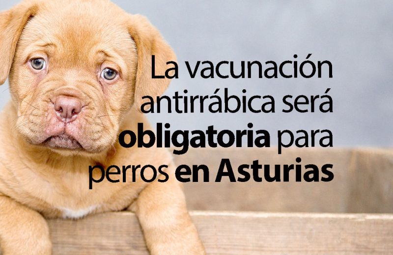 La vacunación antirrábica de perros será obligatoria en Asturias