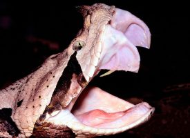 Las serpientes cambian sus dientes de una forma única