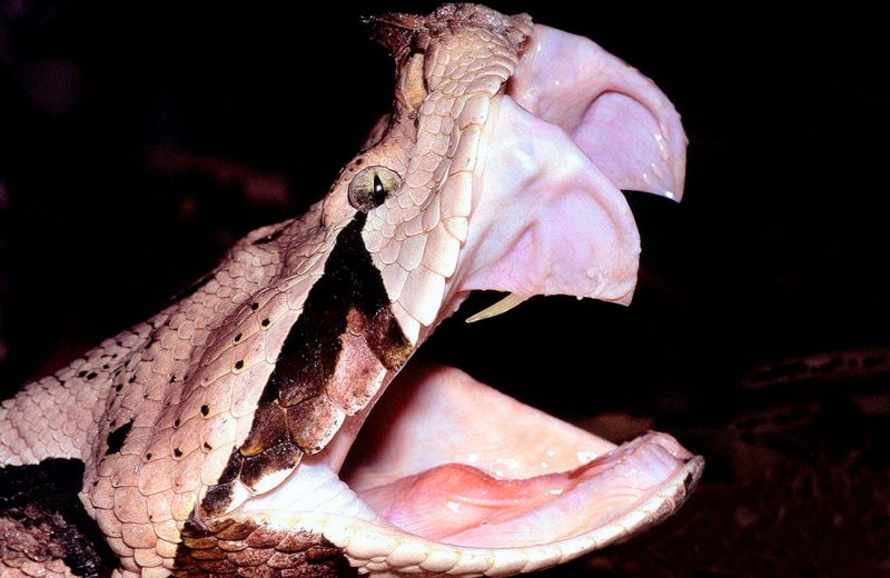 Las serpientes cambian sus dientes de una forma única