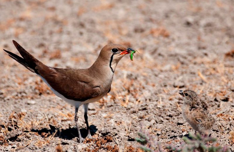 El mal estado de conservación de las aves acuáticas de Doñana