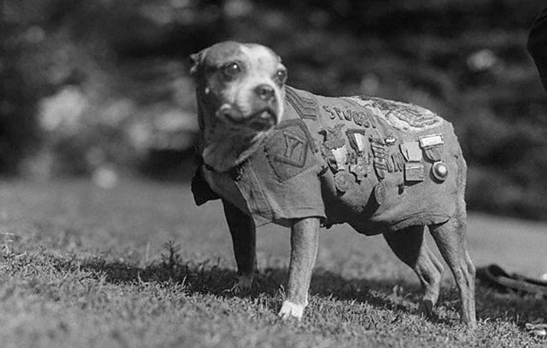 El sargento Stubby, el perro más condecorado de la Primera Guerra Mundial