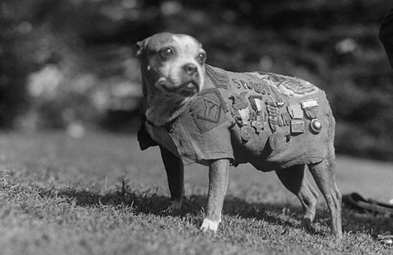 El sargento Stubby, el perro más condecorado de la Primera Guerra Mundial