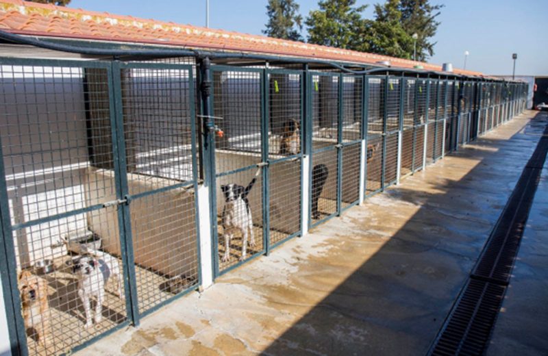 Dos asociaciones de Huelva desarrollan acciones de voluntariado en el Centro de Acogida de Animales gracias al acuerdo con el Ayuntamiento