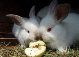 ¿Cuánto vive un conejo?