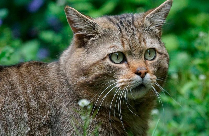 ¿Está el gato montés de la península ibérica en extinción?