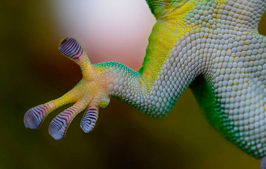 ¿Por qué los geckos pueden trepar sin caerse?