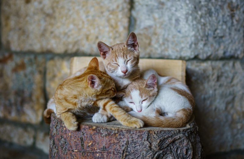 orange tabby cat sleeping on brown wooden log