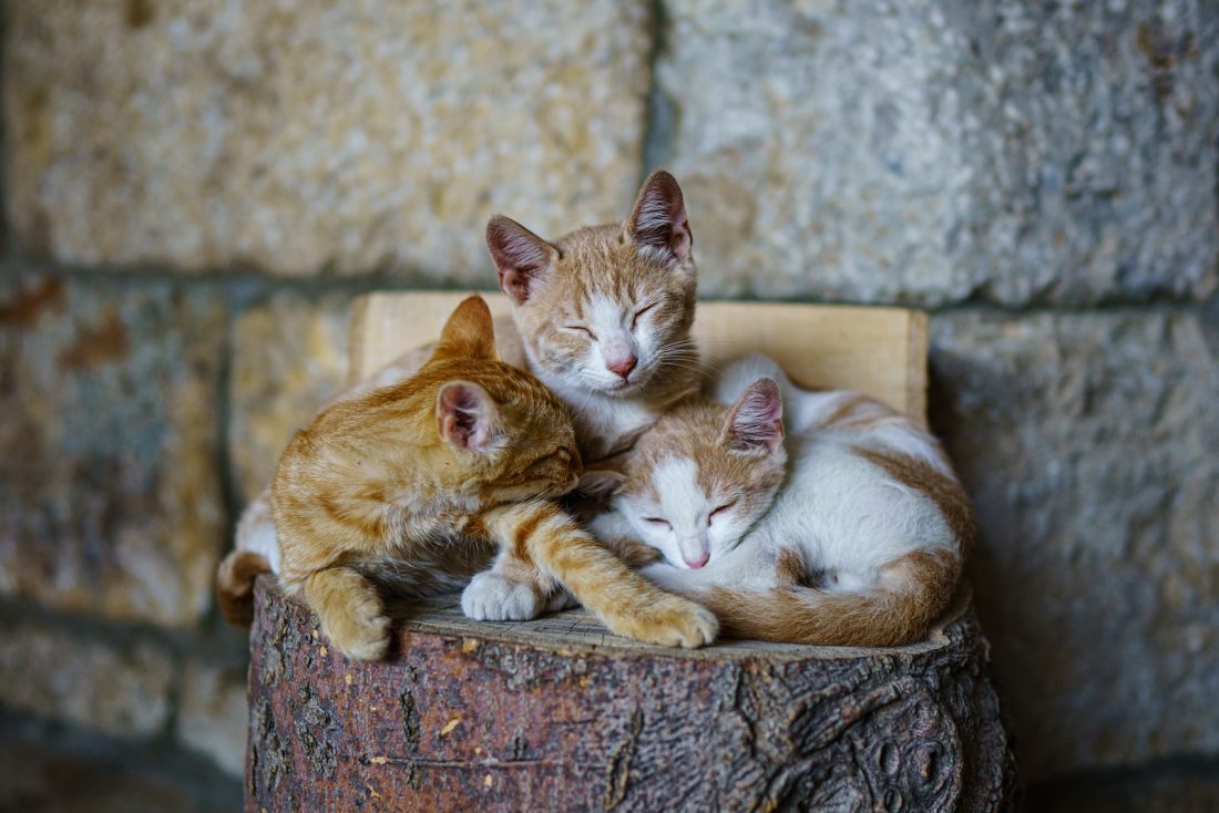 orange tabby cat sleeping on brown wooden log
