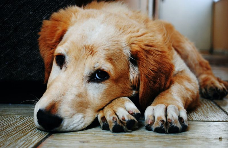 Enfermedades más comunes en perros