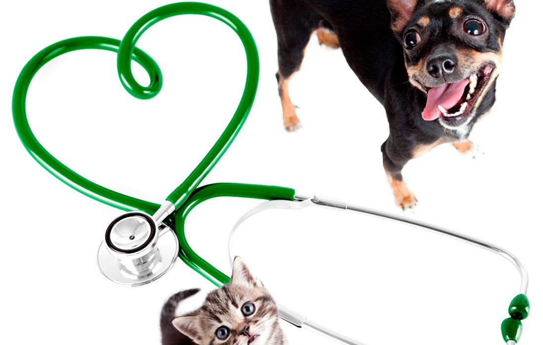 Seguro veterinario de mascotas