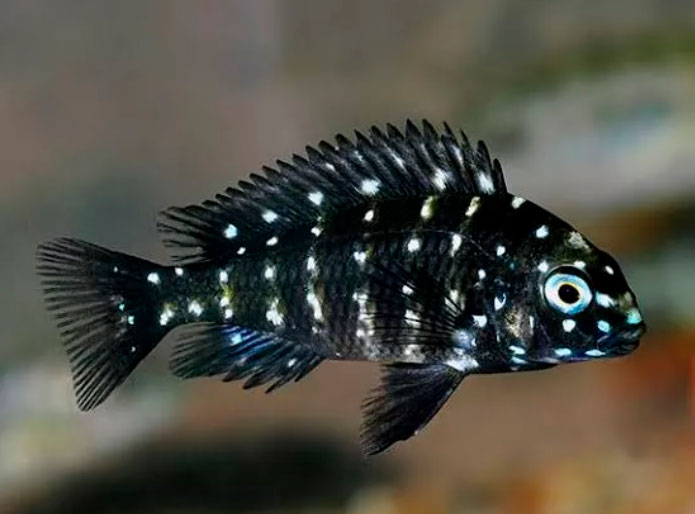 pez Tropheus duboisi