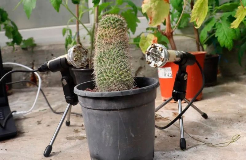 Primicia mundial: ¡Las plantas emiten sonidos cuando están estresadas!