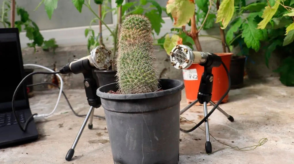 Primicia mundial: ¡Las plantas emiten sonidos cuando están estresadas!