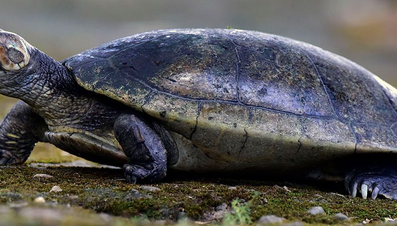 El gran descenso en el número de tortugas sabaneras de la Orinoquia