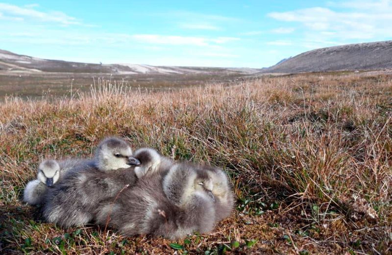 La contaminación por mercurio afecta a la respuesta inmunitaria de las aves del Ártico