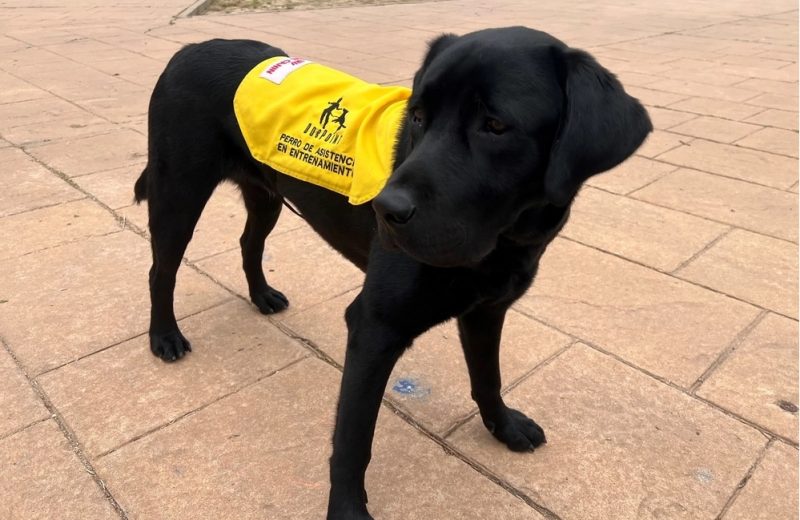 100x100mascota ofrecerá de la mano de DogPoint actividades con perros de asistencia para niños con TEA