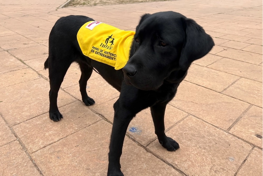 100x100mascota ofrecerá de la mano de DogPoint actividades con perros de asistencia para niños con TEA