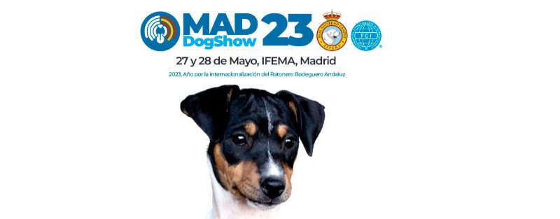 El Ratonero Bodeguero Andaluz afronta su última fase de su reconocimiento internacional en la Mad Dog Show