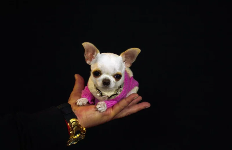 Perla, se corona como la perra más pequeña del mundo