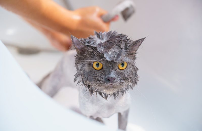 ¿Es recomendable bañar a los gatos?