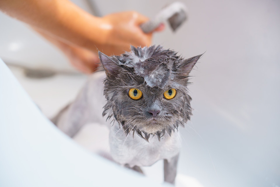 Baño gatos