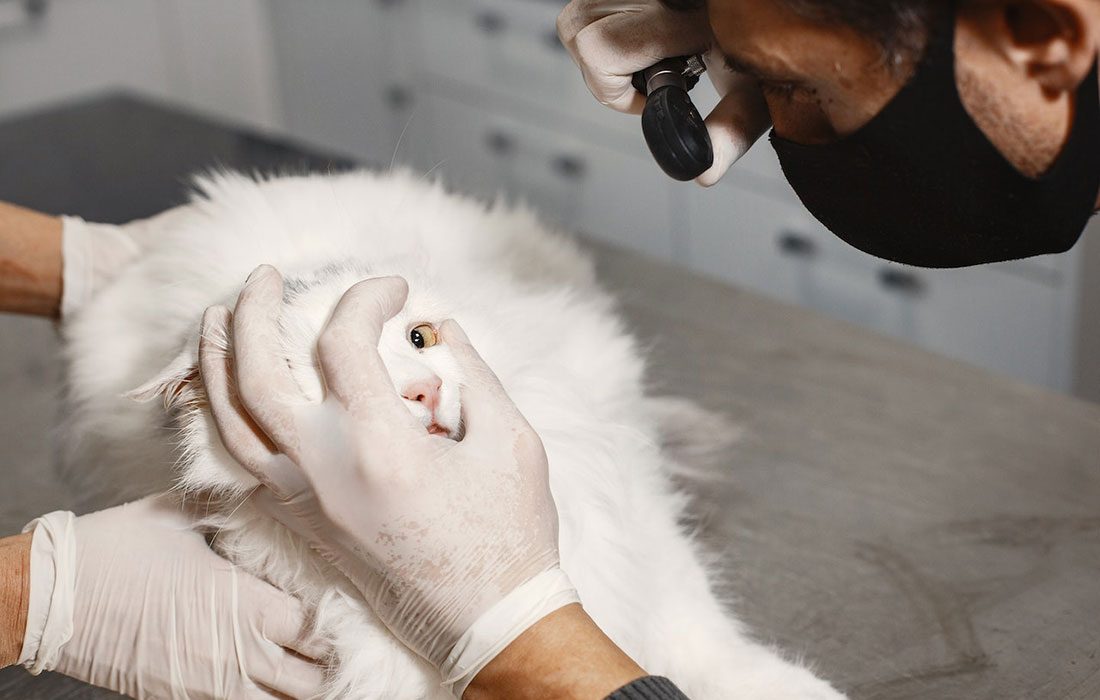 ¿Cómo disminuir el estrés y la ansiedad del gato en la visita a la consulta veterinaria?
