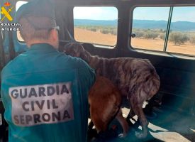 Desmantelado un criadero ilegal en Calanda, Teruel, con 120 perros en condiciones deplorables
