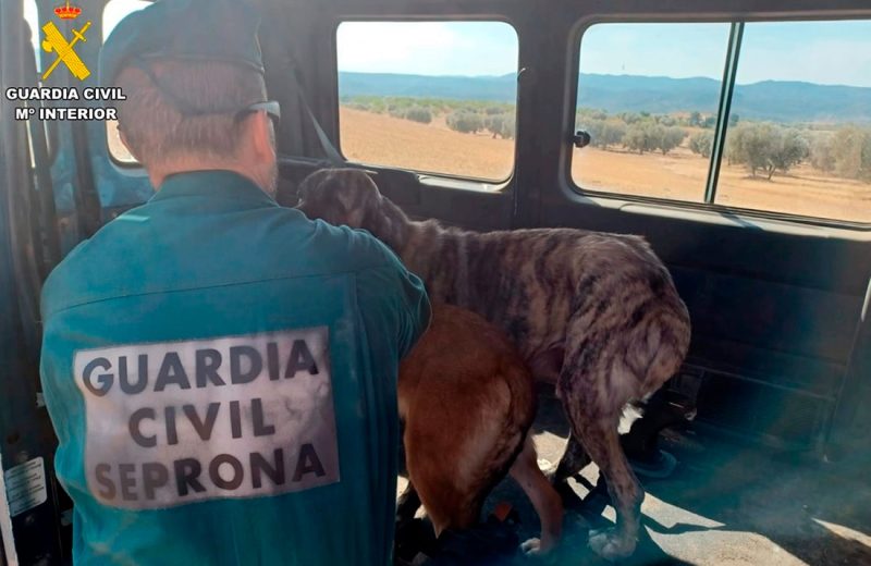 Desmantelado un criadero ilegal en Calanda, Teruel, con 120 perros en condiciones deplorables