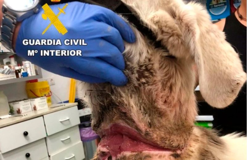 La Guardia Civil investiga a una persona por maltrato animal en Castril por el deplorable estado de su perro