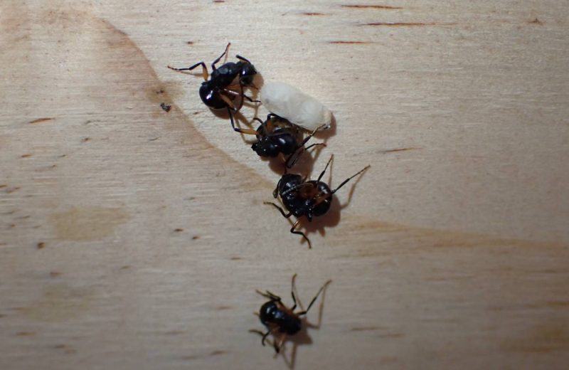 La hormiga Polyrhachis femorata, finge su muerte como estrategia defensiva