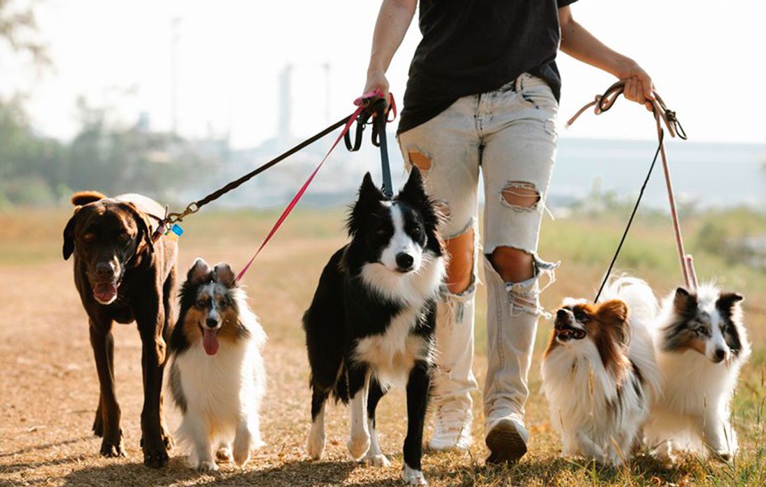 El centro de protección animal municipal organiza un curso básico de educación canina