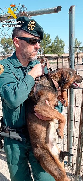 Perros rescatados