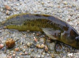 El pez fraile, una especie amenazada de nuestros ríos