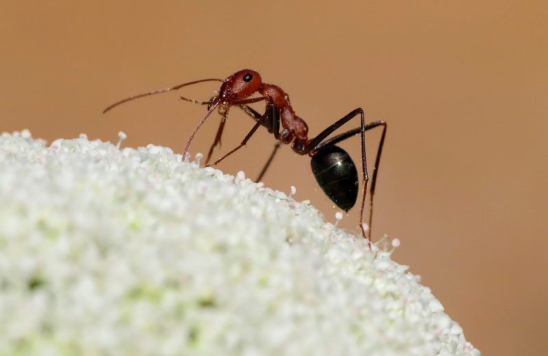 La diversidad de hormigas y abejas podría aumentar tras un incendio forestal
