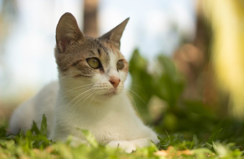 white and brown cat on green grass during daytime
