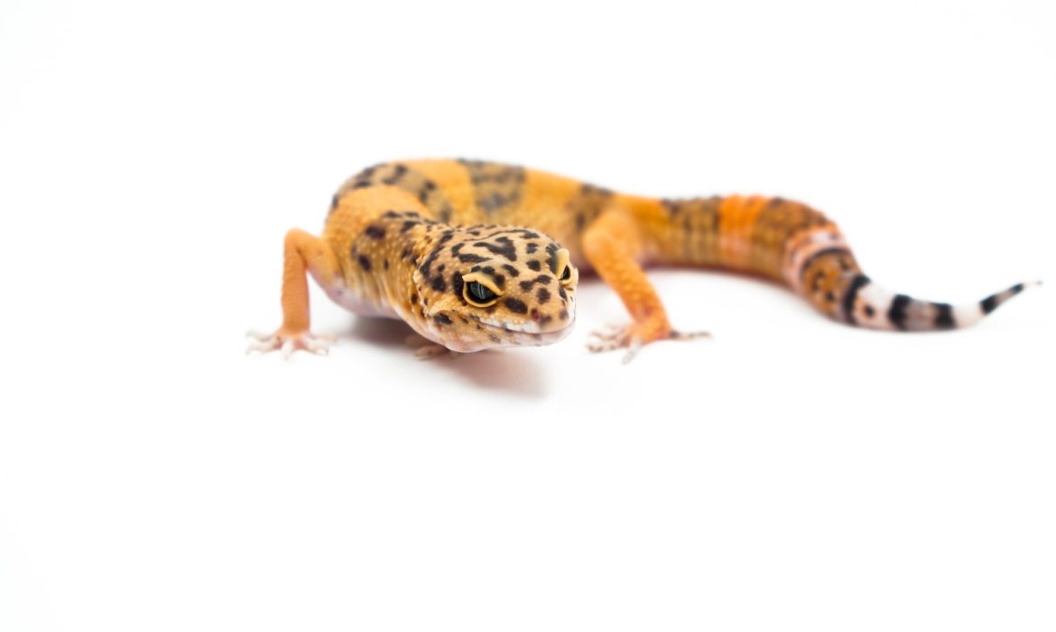 brown and black lizard on white background