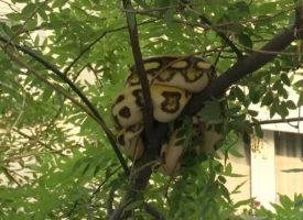 Rescatada una serpiente pitón que se encontraba en un árbol en el distrito de Les Corts, Barcelona