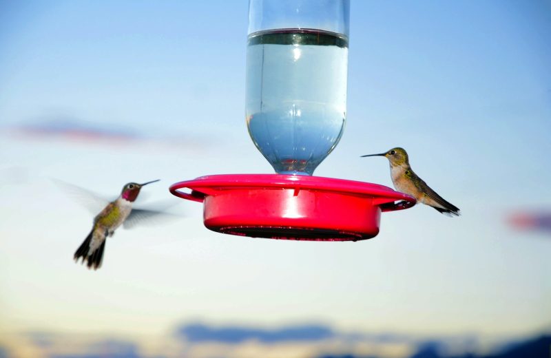 ¿Afecta el calor a las aves?