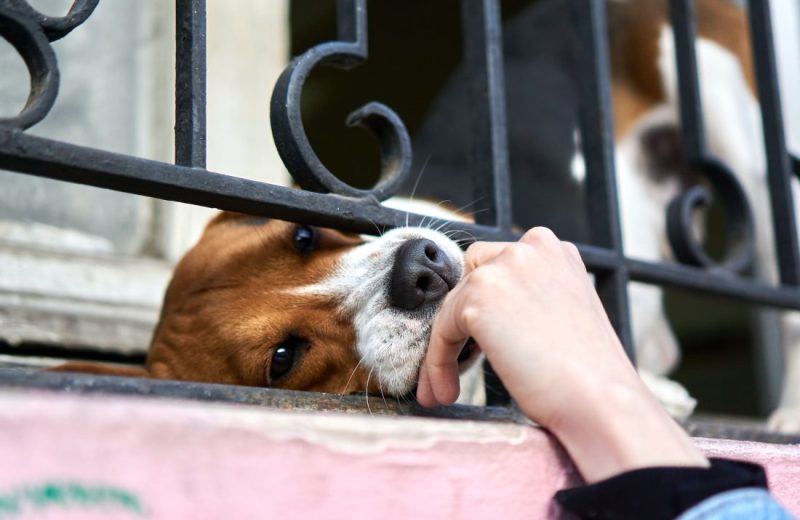 a dog licking a person's hand