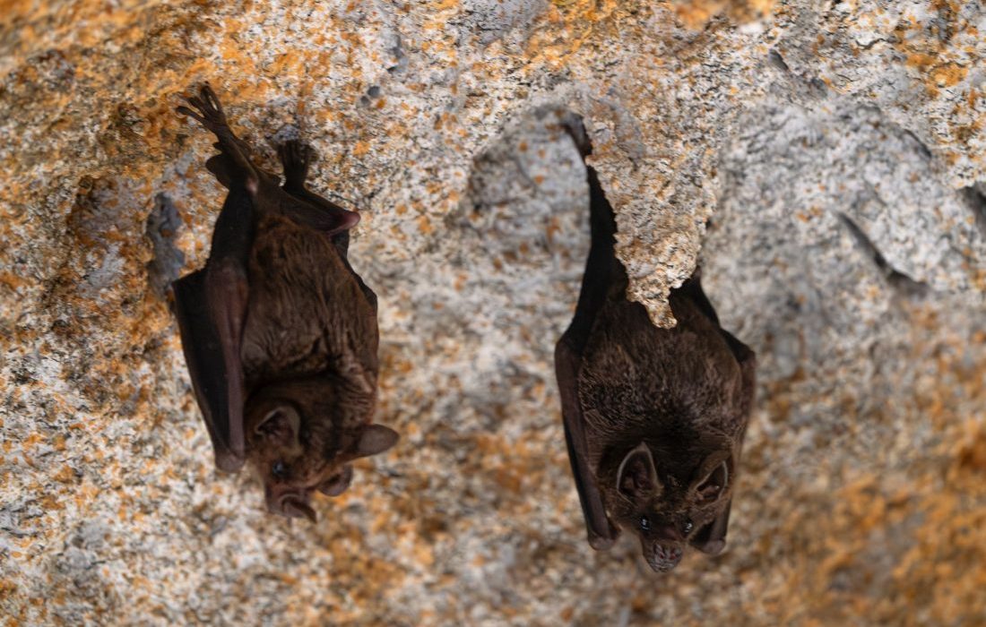 Los murciélagos reducen su actividad donde hay huertos solares