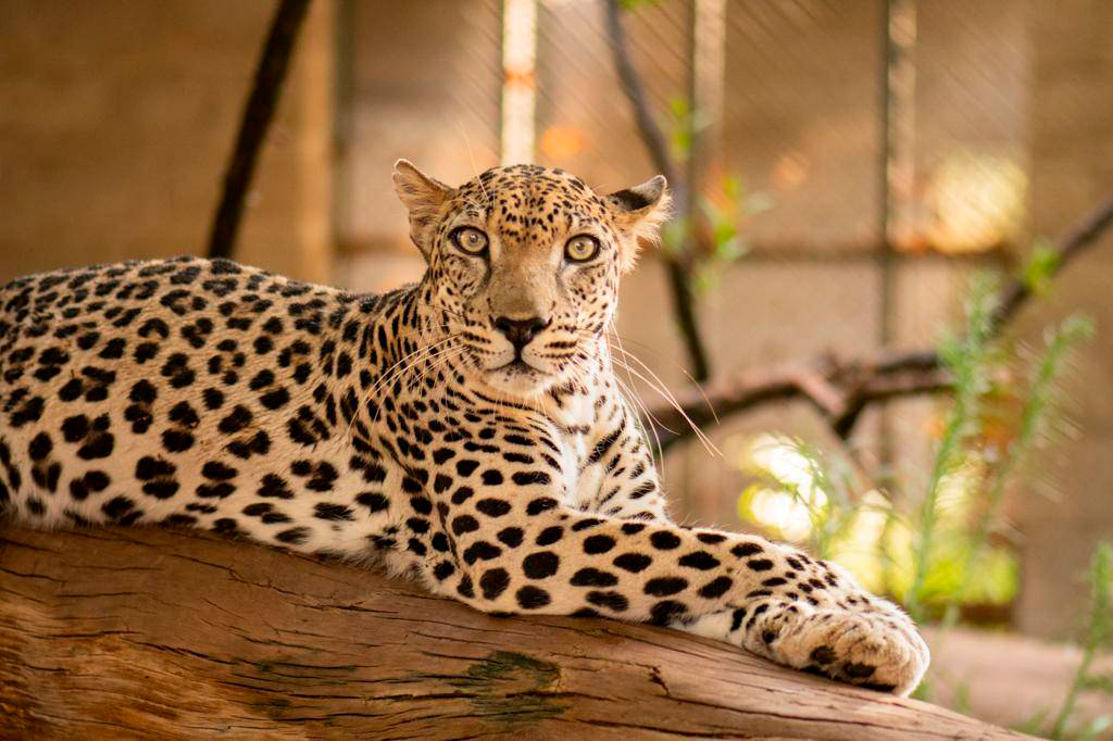 El leopardo de Arabia, pieza clave para entender la historia evolutiva de estos felinos