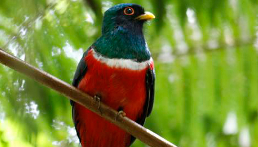 Las aves nativas de los Andes tropicales amenazadas por el creciente desarrollo agrícola en la región