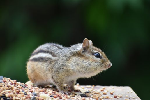 a small rodent sitting on top of a bird feeder