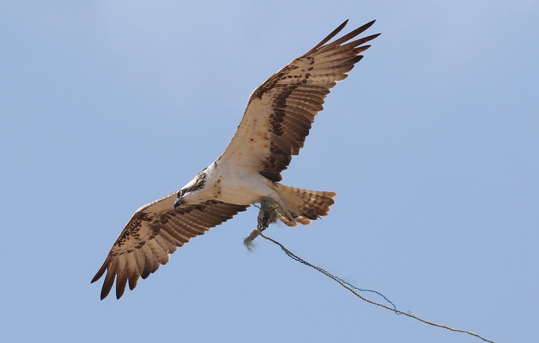 Las basuras que utilizan las águilas pescadoras para construir sus nidos ponen en peligro su supervivencia