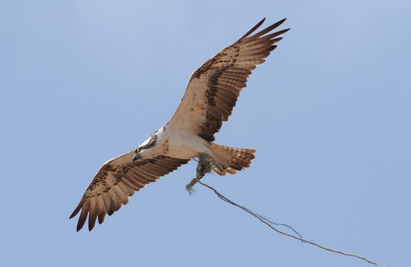 Las basuras que utilizan las águilas pescadoras para construir sus nidos ponen en peligro su supervivencia