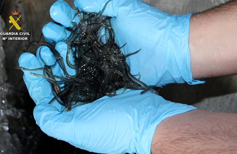 La Guardia Civil interviene más de 18 toneladas de anguila europea en la lucha contra el tráfico de la especie