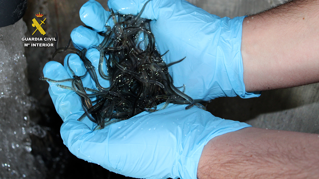 La Guardia Civil interviene más de 18 toneladas de anguila europea en la lucha contra el tráfico de la especie