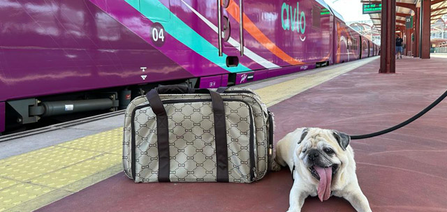Las mascotas de hasta 10 kilos podrán viajar en los trenes Avlo de Renfe