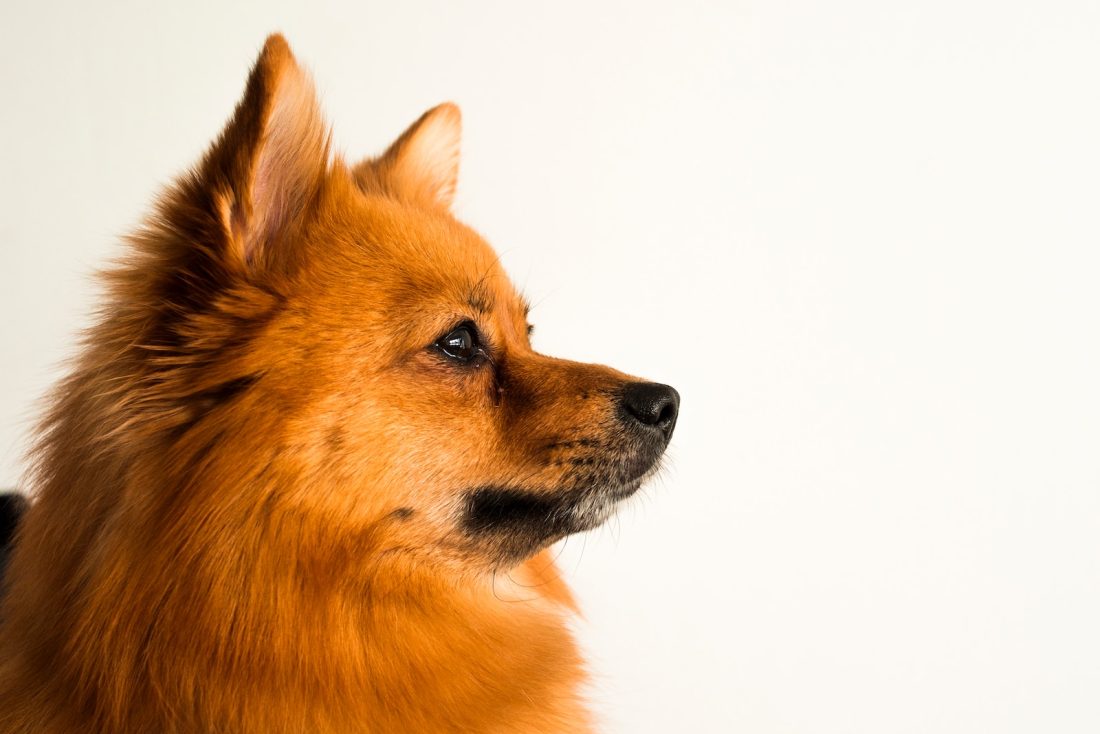 brown pomeranian puppy in close up photography