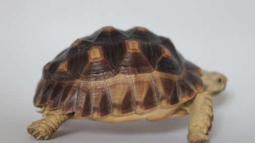 a close up of a turtle on a white surface